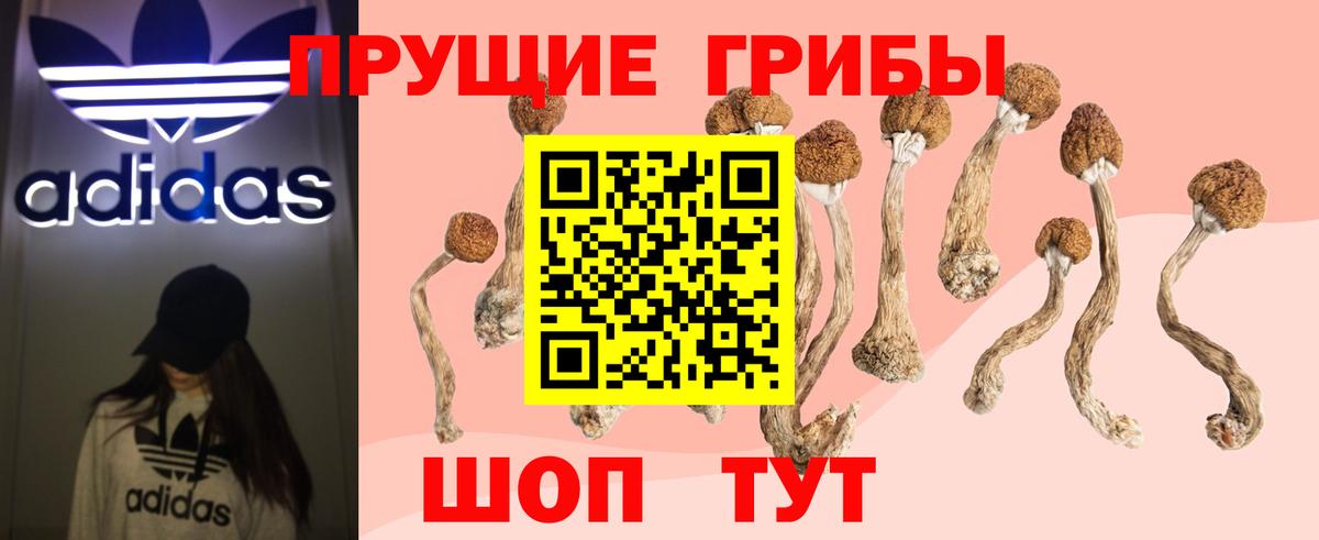 Галлюциногенные грибы Psilocybe Архангельск